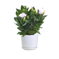 Eustoma Grandiflorum 'Bolero Ivory'